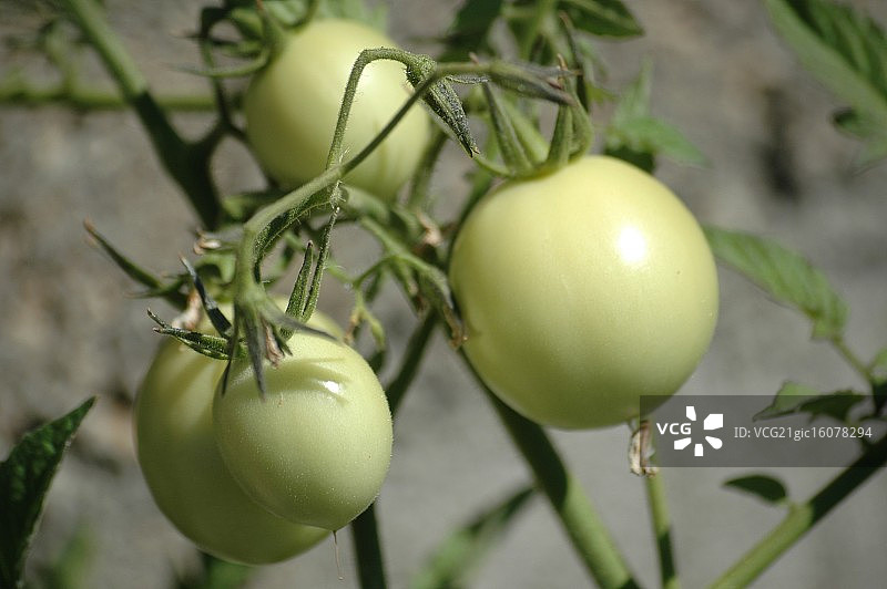 绿色番茄图片素材