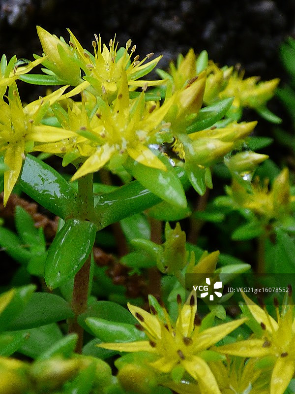 金边佛甲草图片素材