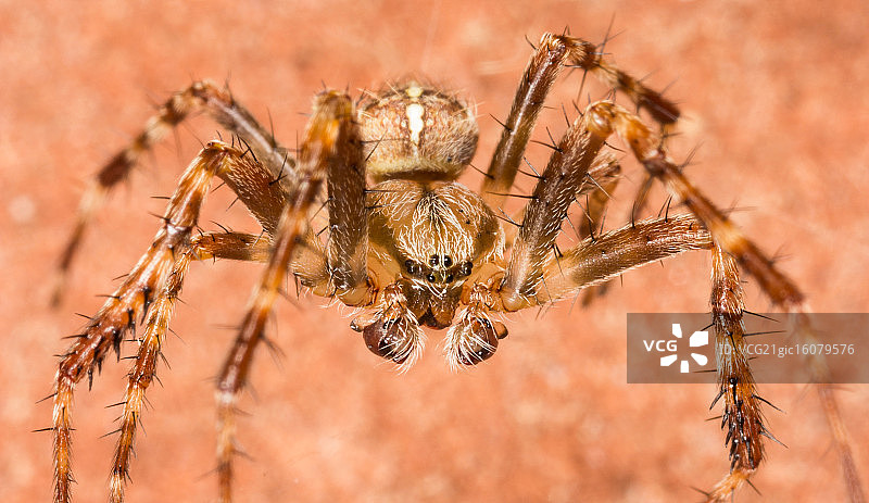 花园的蜘蛛图片素材