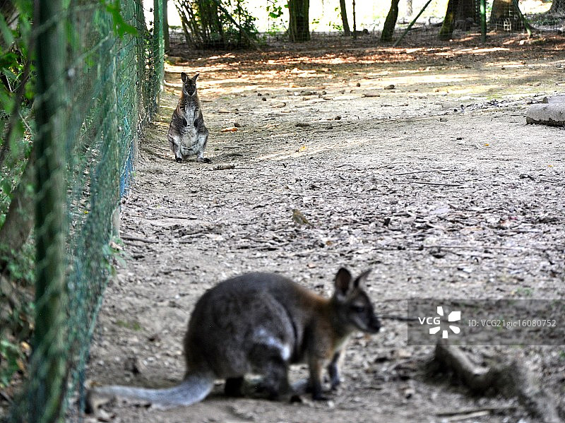 站立的沙袋鼠图片素材