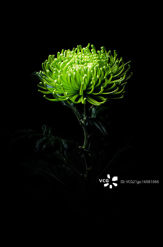 绿色大丽花图片素材