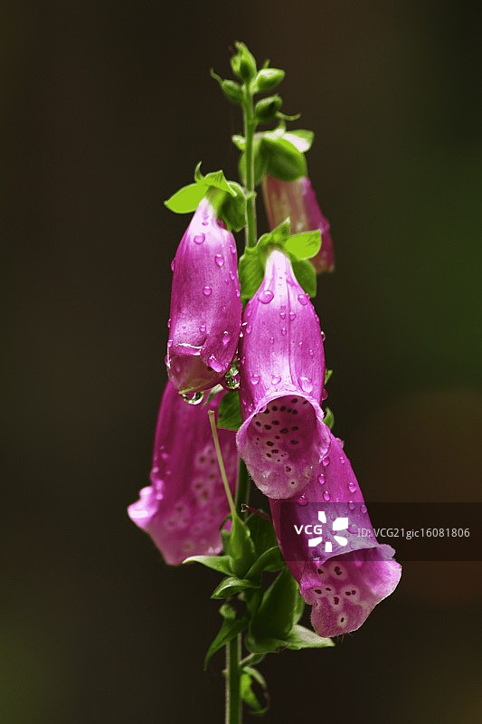 毛地黄图片素材