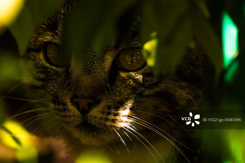 大型猫科动物图片素材