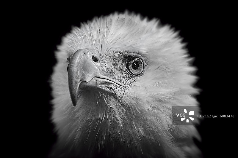 白色海雕图片素材