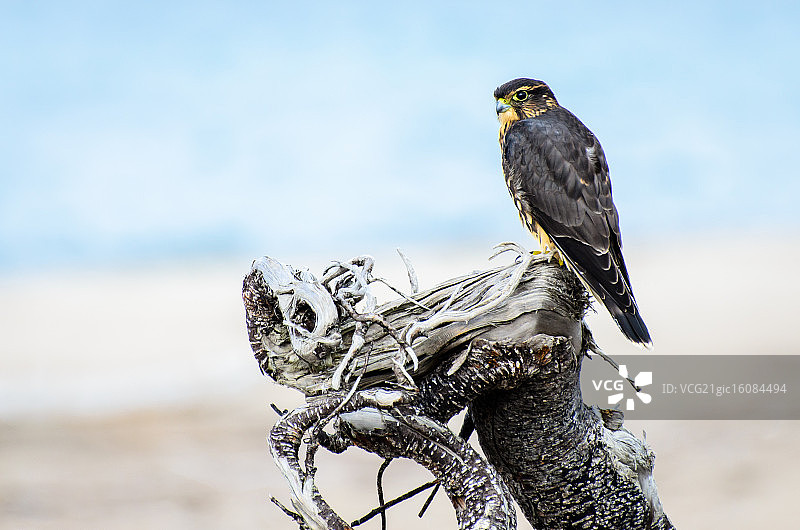 梅林II图片素材