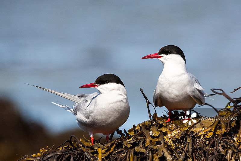 北极燕鸥图片素材