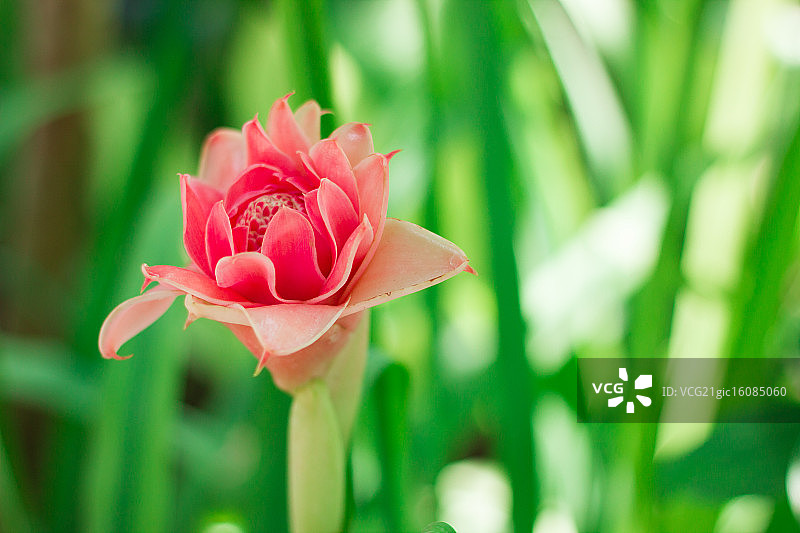 火炬姜图片素材