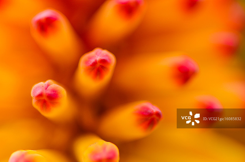 火炬花图片素材