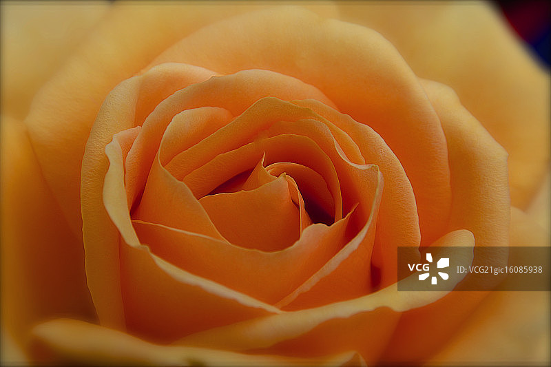 杏色梦境图片素材