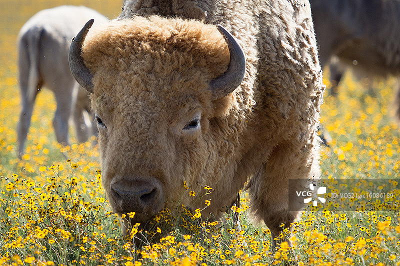 白色美洲野牛图片素材
