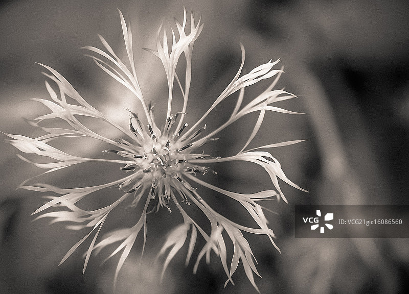 矢车菊图片素材