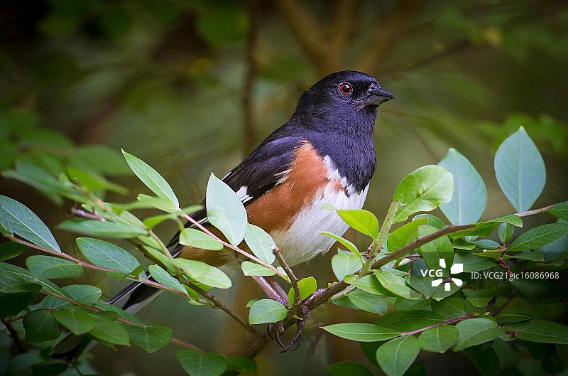 隐藏在视野中图片素材