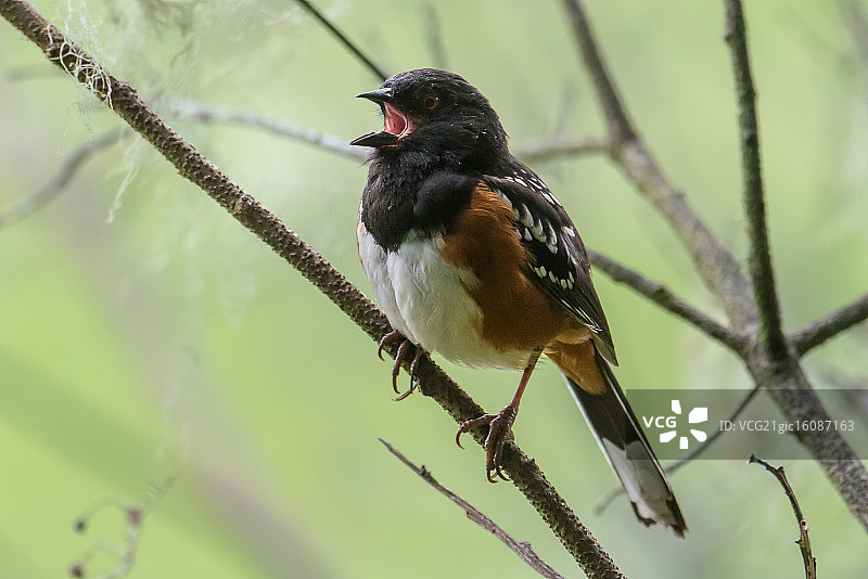 斑点唐基鹀鸣叫图片素材