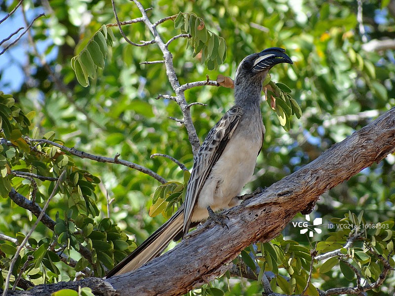 灰色犀鸟图片素材