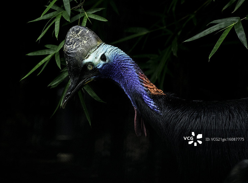 食火鸡图片素材