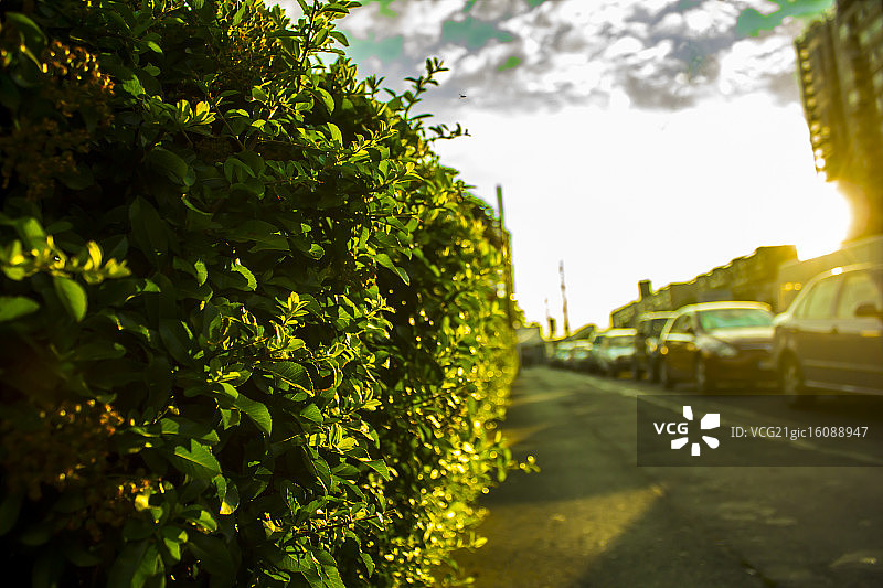 布加勒斯特的绿篱图片素材