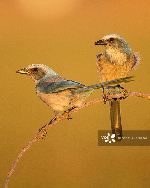 黄昏时的佛罗里达灌丛鸦图片素材