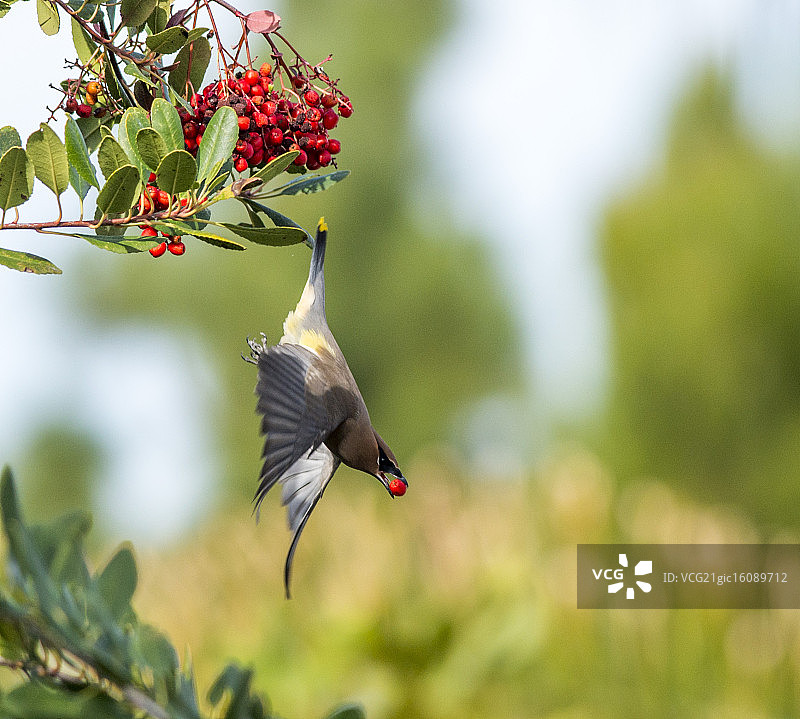 雪松太平鸟图片素材