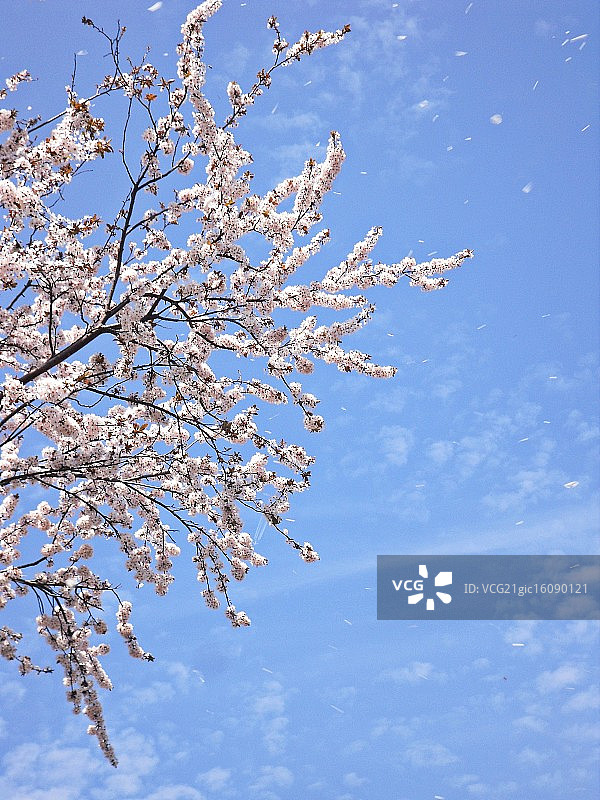 漂浮的花瓣图片素材
