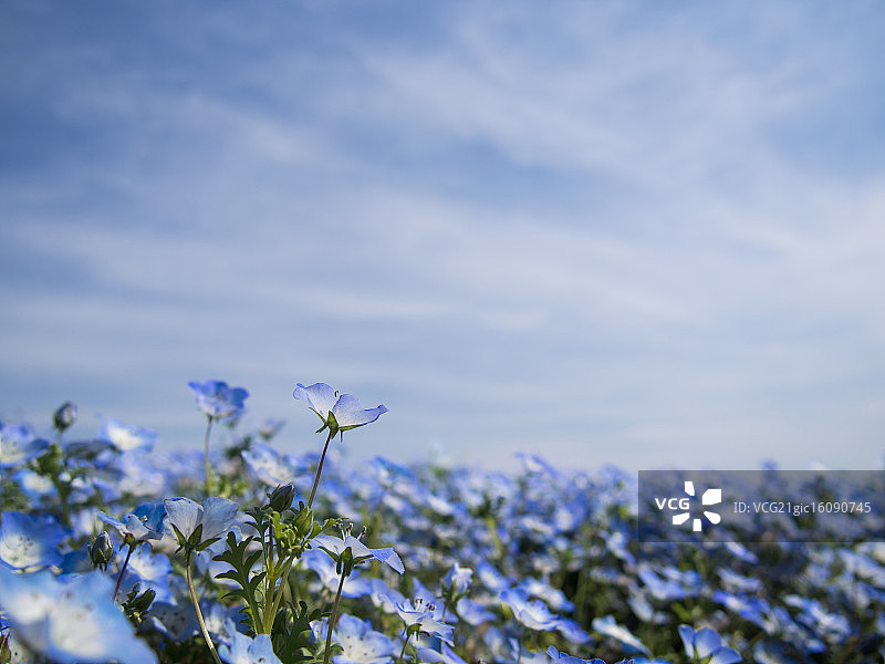 尼莫菲拉图片素材