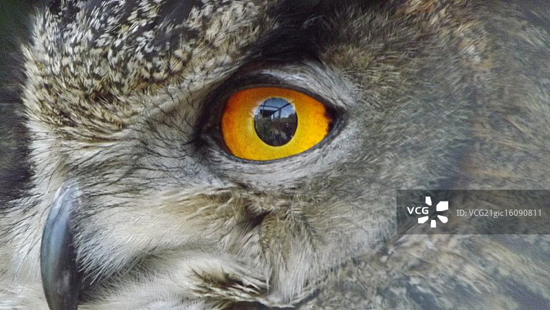 猫头鹰的眼睛图片素材
