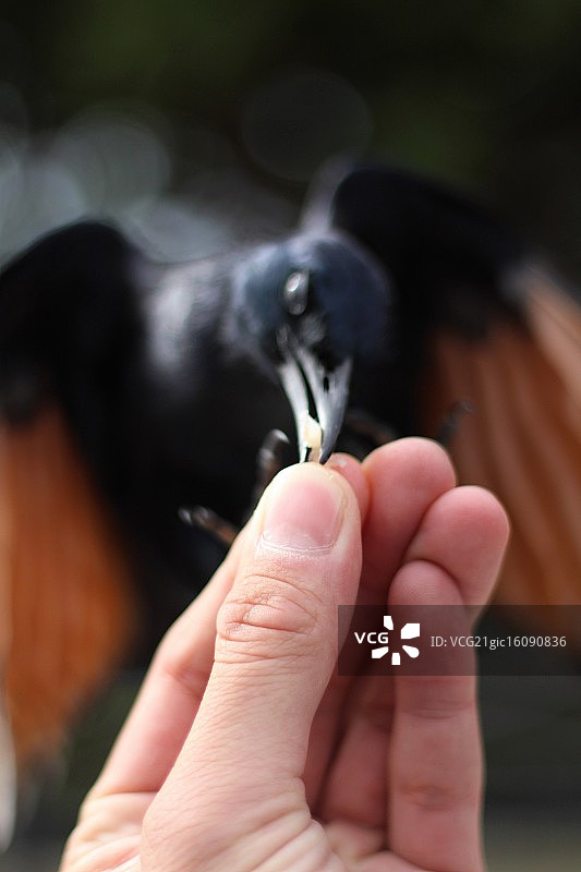 小偷！图片素材