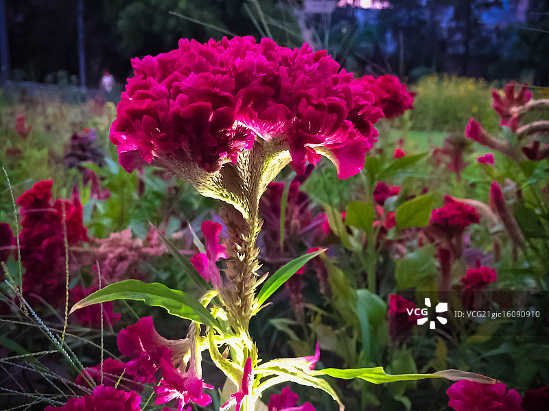 鸡冠花开花——植物种子图片素材