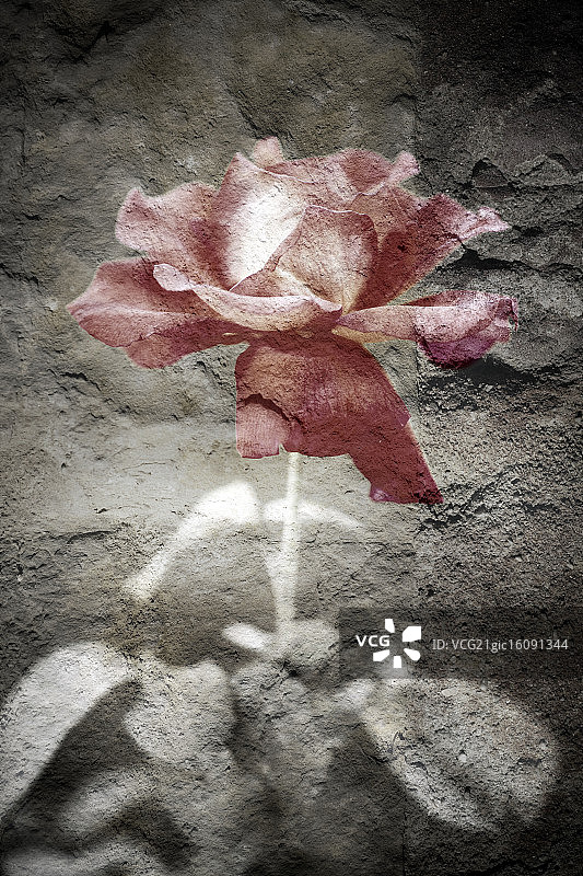 玫瑰数字合成图像图片素材