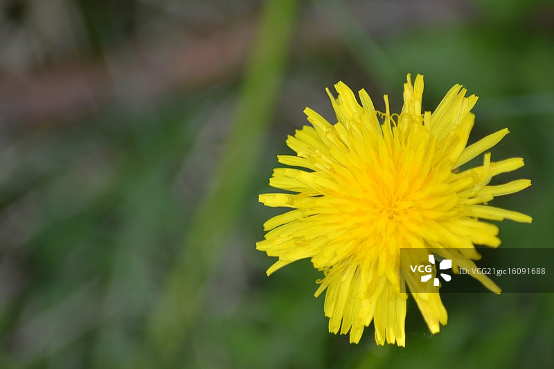黄色的花图片素材