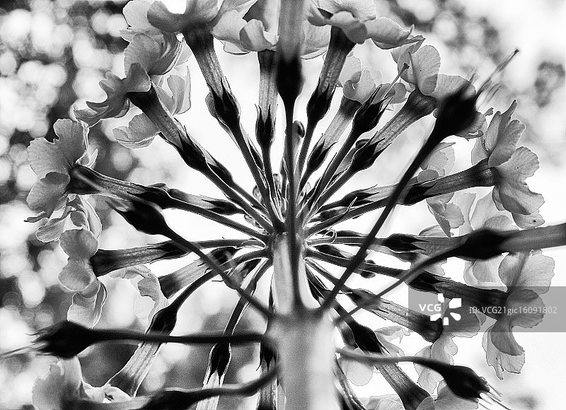 我独一无二的报春花图片素材