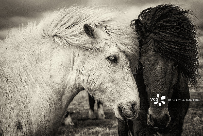 两匹冰岛马图片素材
