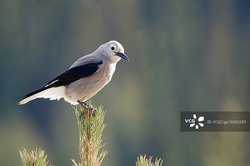 克拉克星鸦图片素材