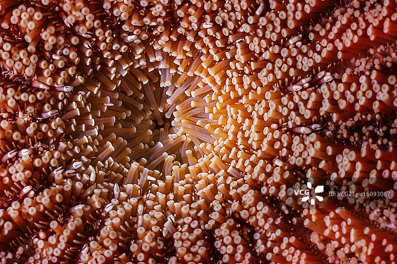 向日葵底部图片素材