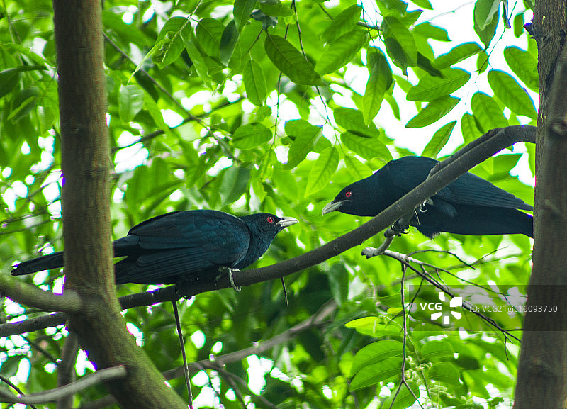布谷鸟图片素材