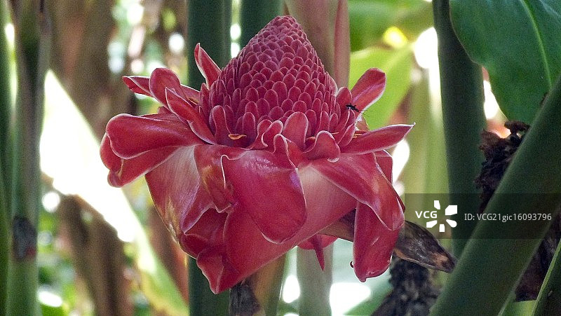 奇异的夏威夷花朵图片素材