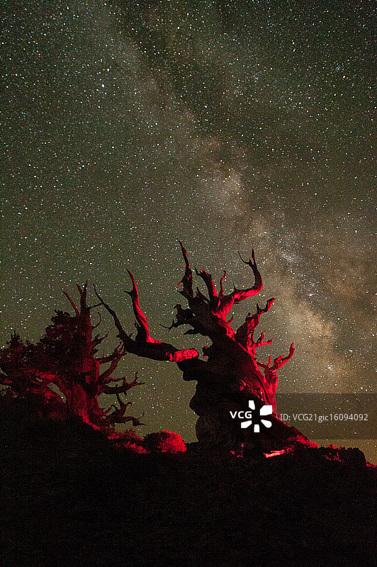 狐尾松图片素材