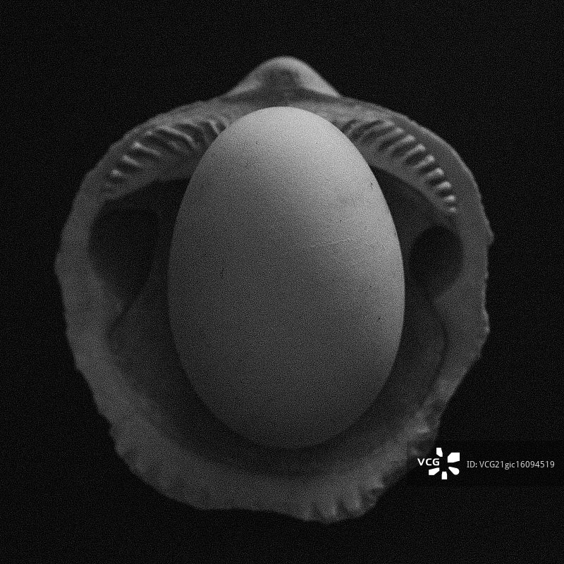 旧壳上的小鹅图片素材