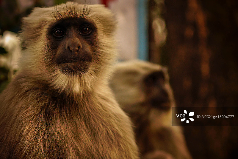 瑞诗凯诗，印度图片素材