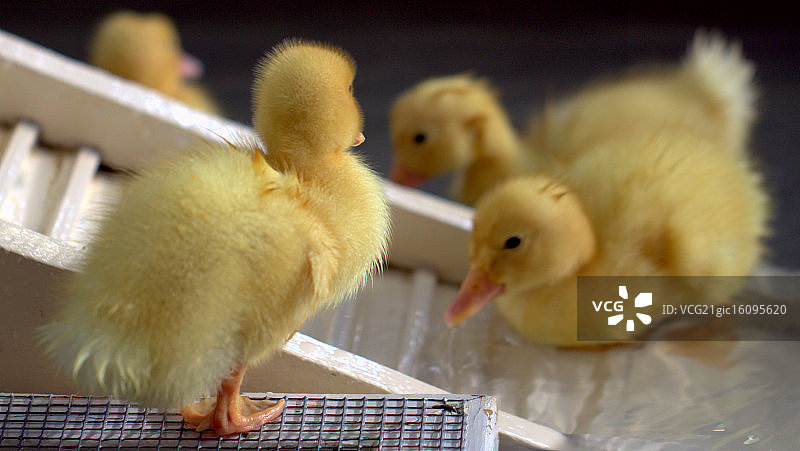 小鸭子图片素材