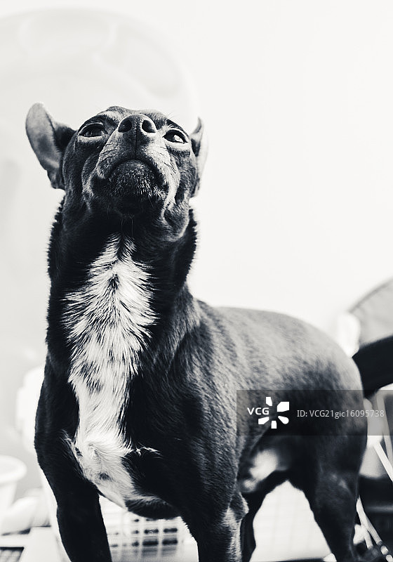 过于骄傲图片素材