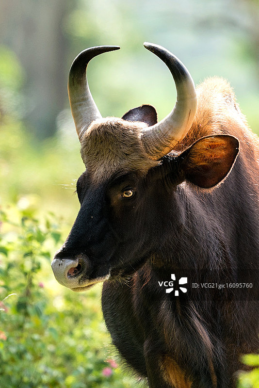 印度班迪普尔国家公园的印度野牛图片素材