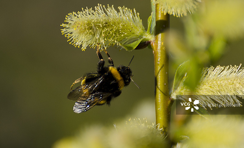 杂技大黄蜂图片素材