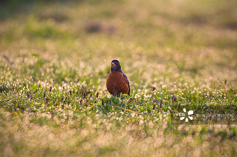 美国罗宾图片素材