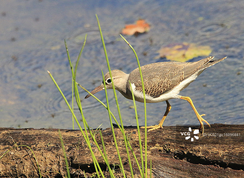 木头上的鹬鸟图片素材