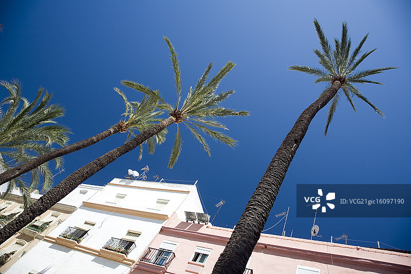 西班牙加的斯的高大棕榈树图片素材
