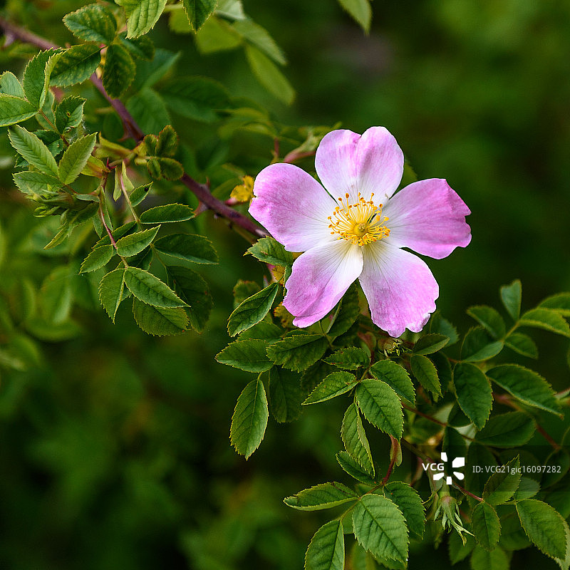 常见的野玫瑰图片素材