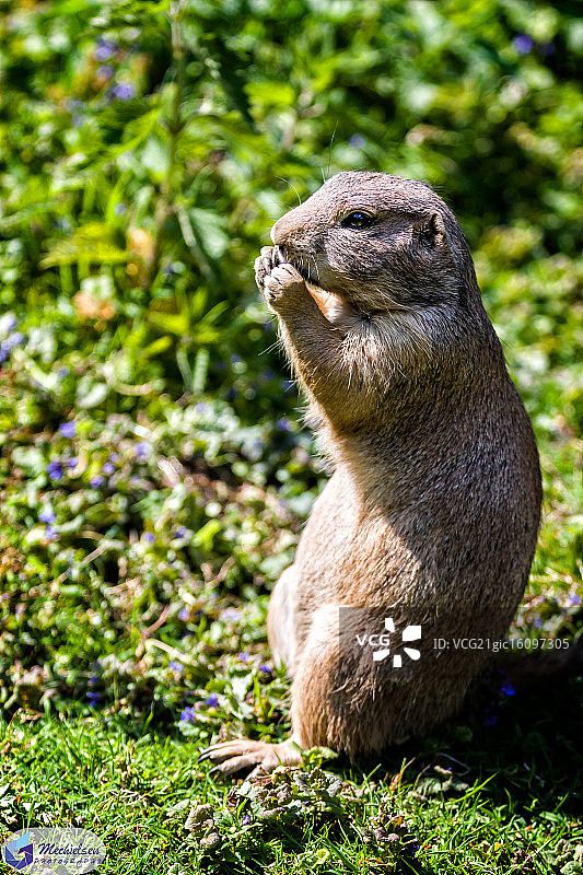 草原土拨鼠图片素材