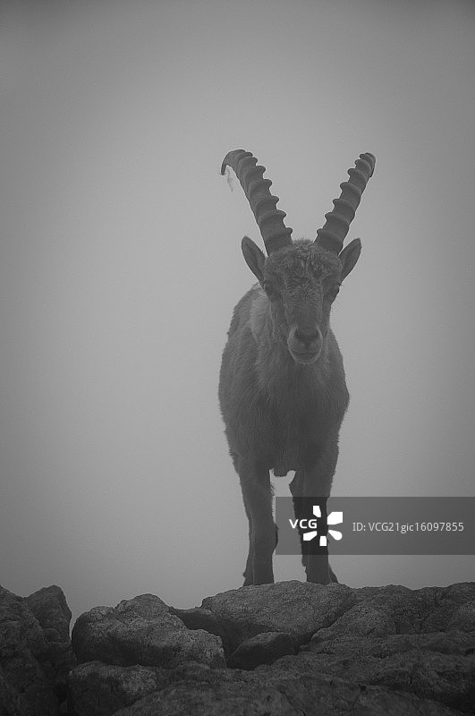 黑白阿尔卑斯山野山羊图片素材
