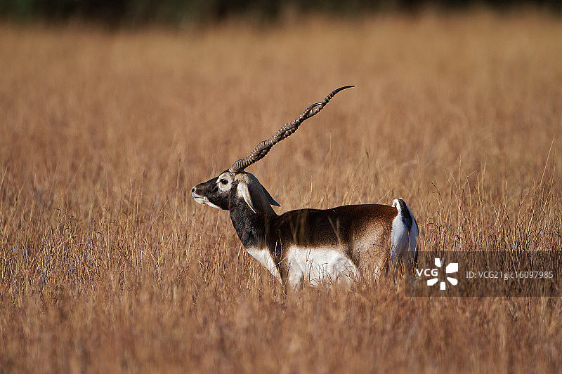黑斑羚图片素材