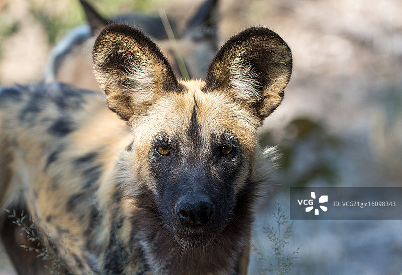 近距离接触图片素材